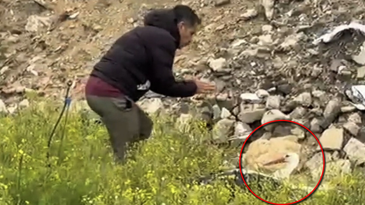 Göç yolunda acı son: Avcıların hedefi oldu