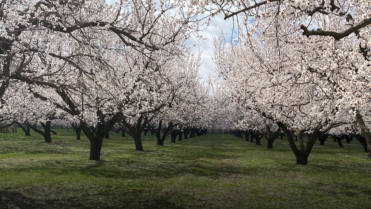 Ova çiçeklerle kaplandı: Ağrı Dağı eteklerinde ‘Sarı Altın’ mesaisi başladı