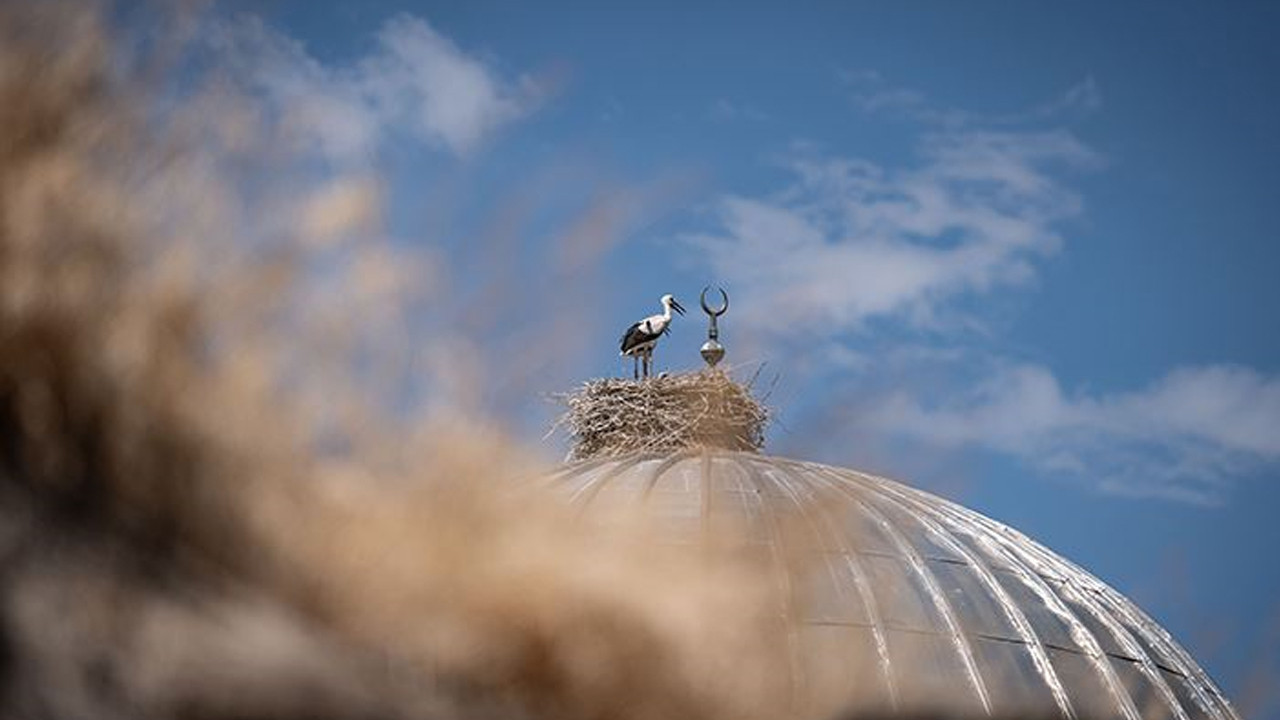 Bursalı Yaren’den sonra Antalyalı leylekler gündemde: Mahalleyi ikiye böldü