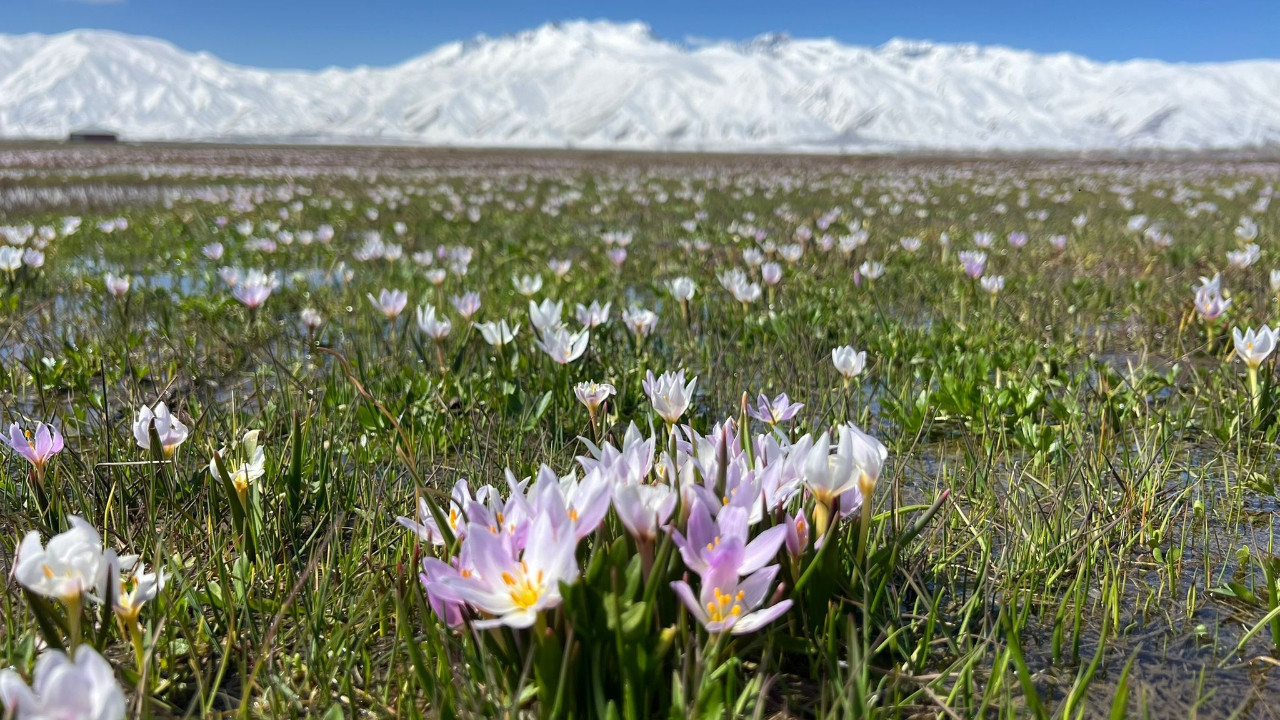 Kardelen ve kar buluşması: Yüksekova'da kartpostallık görüntü