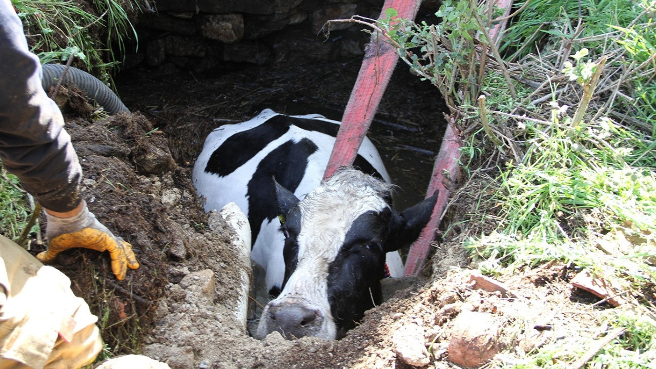 Kuyuya düşen inek için seferber oldular