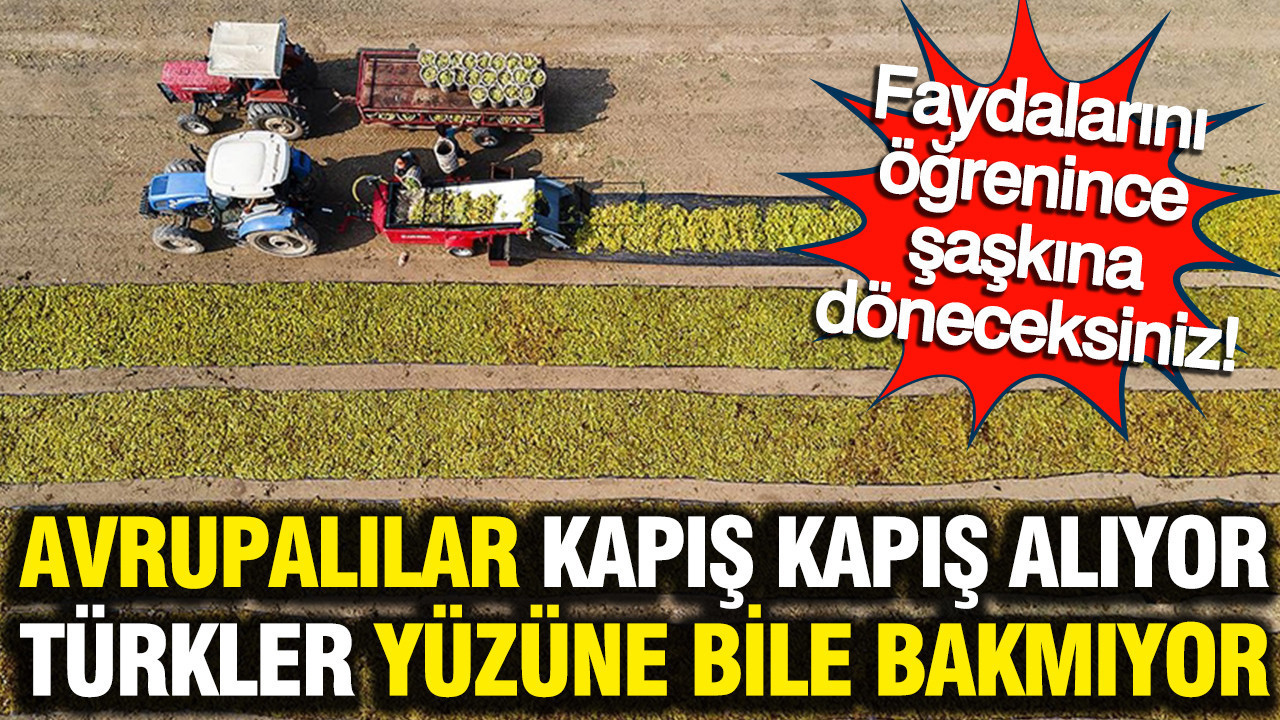 Avrupalılar kapış kapış alıyor, Türkler yüzüne bile bakmıyor: Faydalarını öğrenince şaşkına döneceksiniz