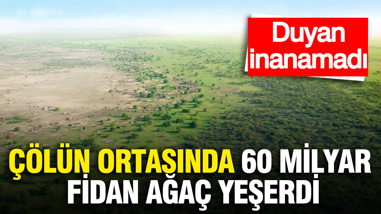 Çölün ortasında 60 milyar fidan ağaç yeşerdi: 46 yıl sonra bir ilk