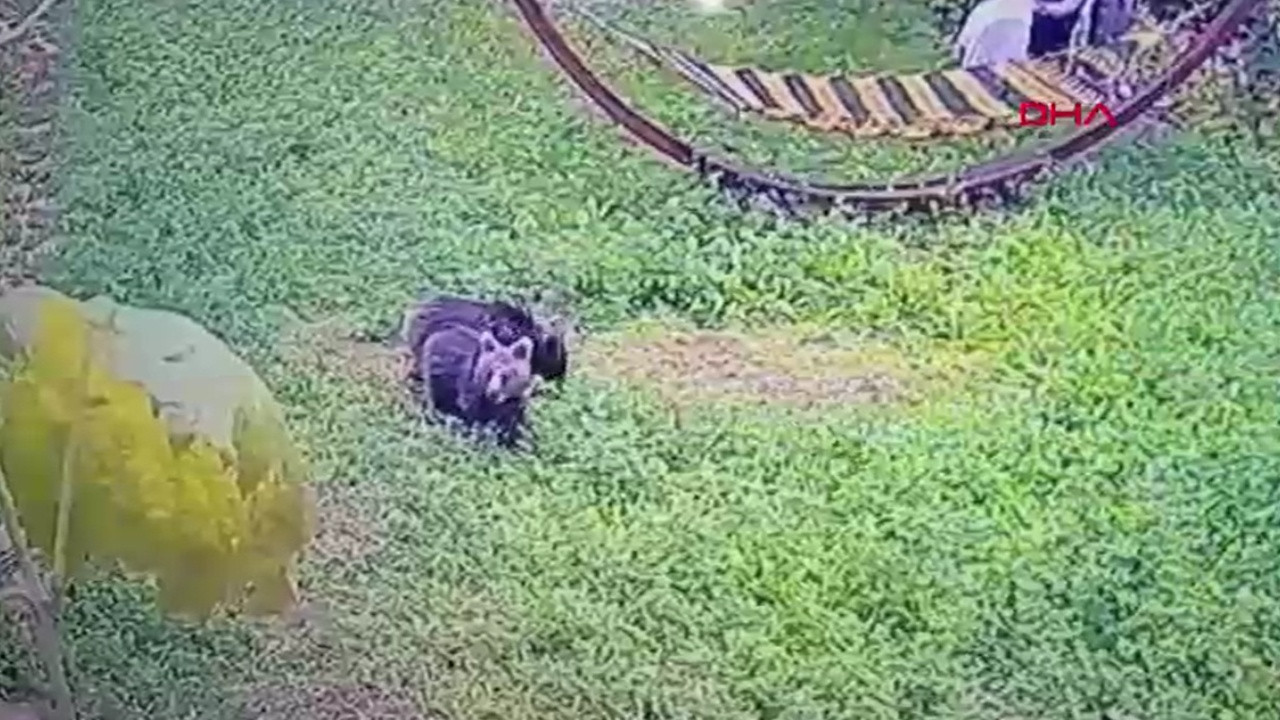 Karabük’te yavru ayılar kameralara yansıdı