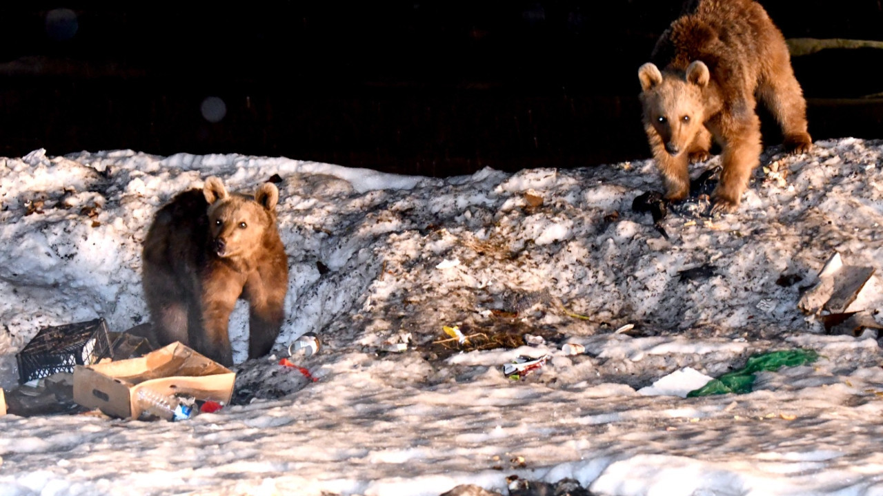 Kars'ta bozayılar kış uykusundan uyandı: O anlar kameraya yansıdı