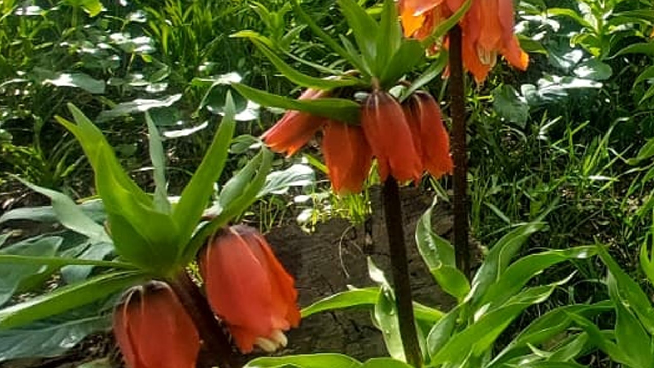 Sakın dokunmayın: 700 bin lira cezası var