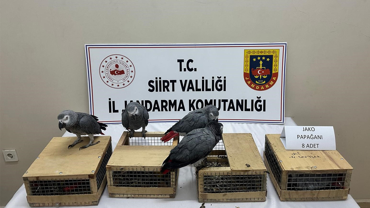 Siirt’te 8 jako papağan ele geçirildi