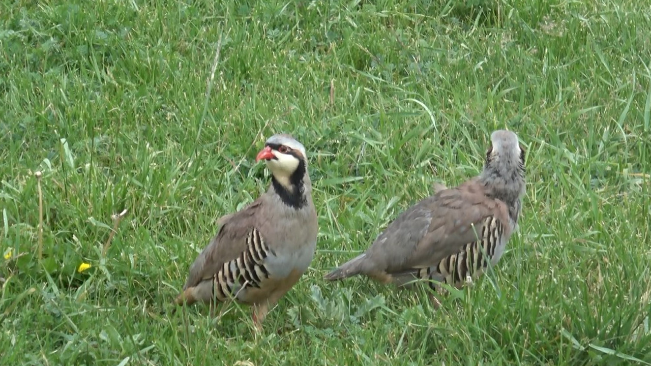 Sivas'ta keklik avcısı 2 isim yakalandı