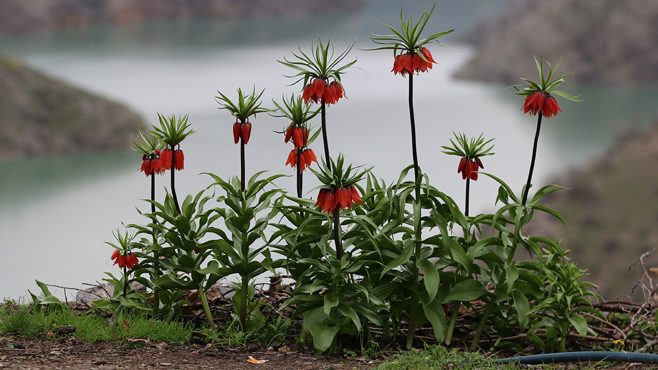 Ters laleler doğaya renk kattı