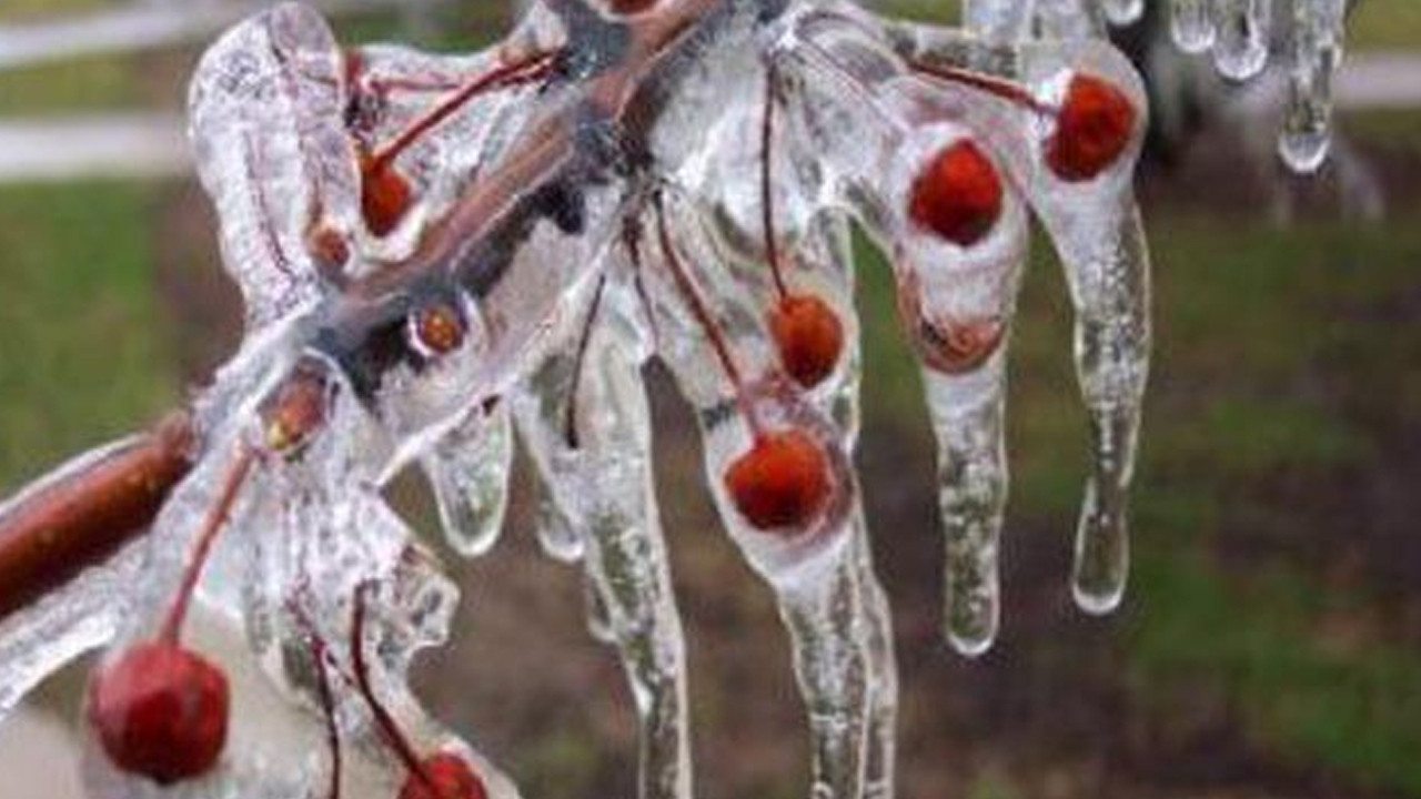 Üreticilere zirai don uyarısı yapıldı