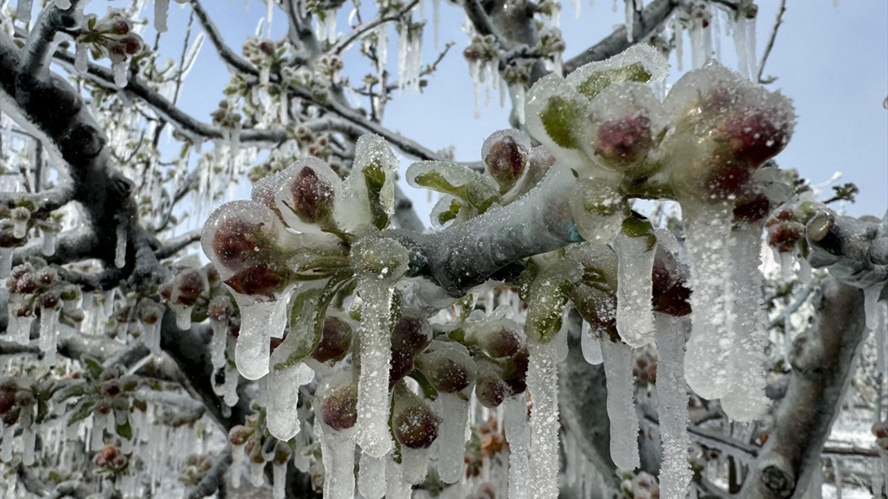 Zirai don uyarısı sonrası üreticiler tedbir almaya başladı