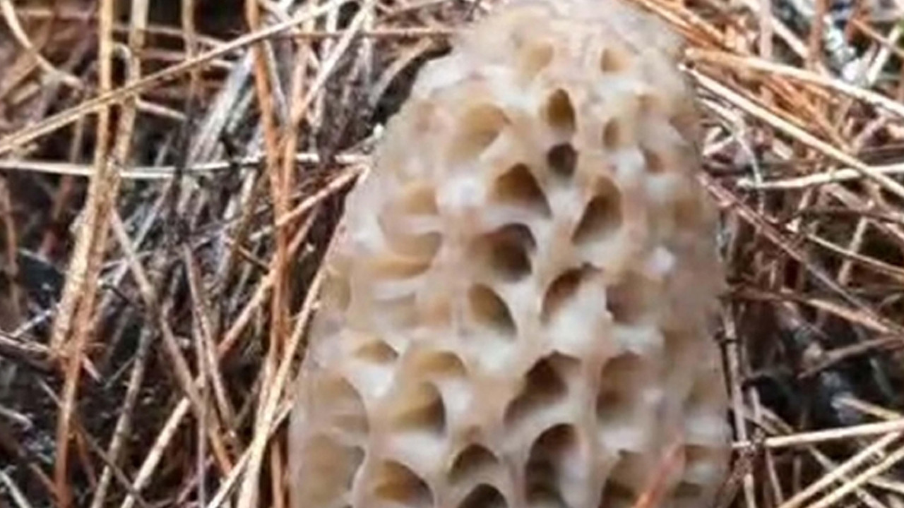 Dağ köylerinde bu mantar gelir kapısı oldu