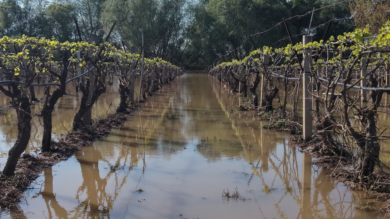 Gediz Nehri taştı, tarım arazileri sular altında kaldı