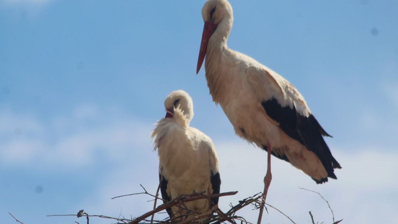 Kuşadası’nda 40 yıl sonra leylek sevinci