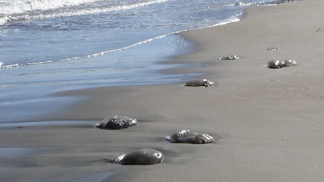 Mersin sahillerinde ölü göçmen denizanası görülüyor