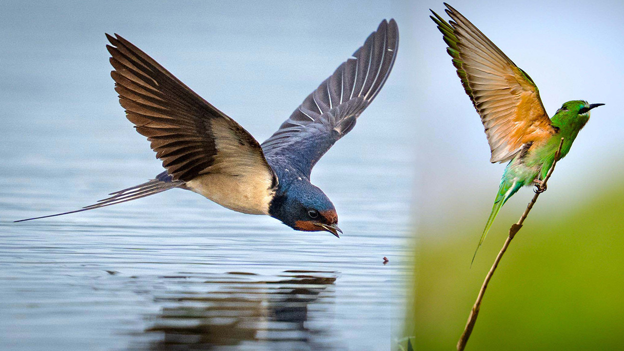 Antalya’da Kuş Gözlem Kampı: 3 günde 120’den fazla…