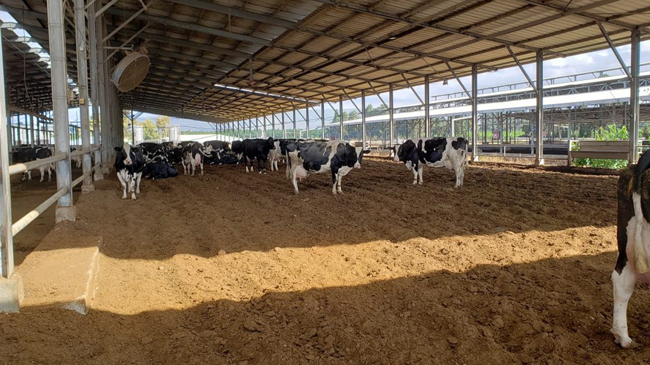 Kayseri’de dehşet: Ahırda çıkan yangında 12 hayvan telef oldu