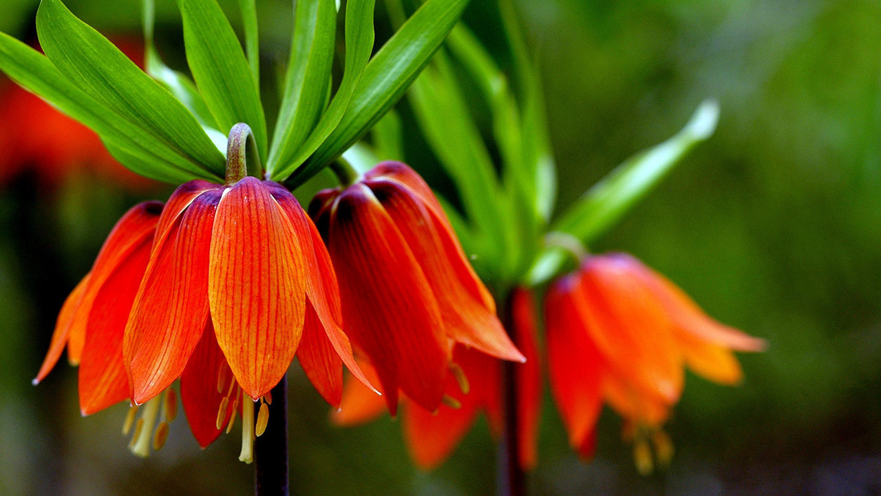 Kemaliye dağlarında ters laleler açtı