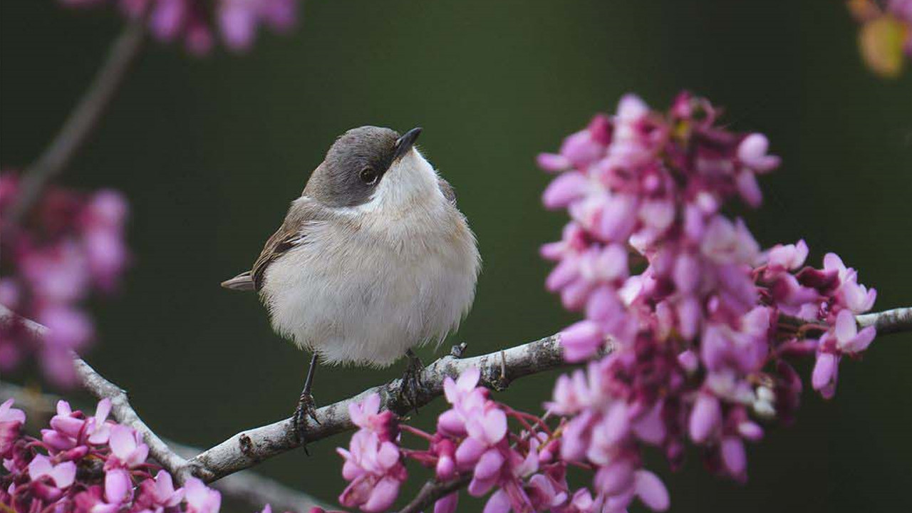 Nadir kuşlar Antalya’ya akın etti: 3 günde 120 tür tespit edildi