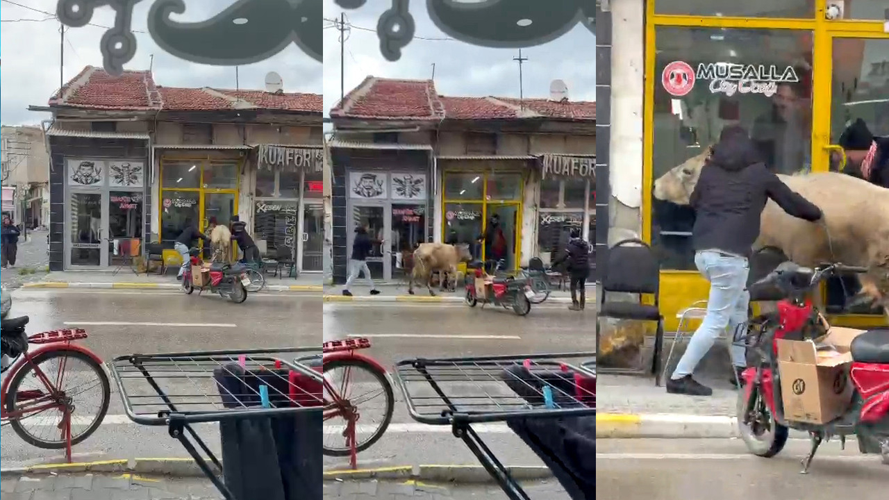 Sahibinin elinden kaçan inek ortalığı birbirine kattı