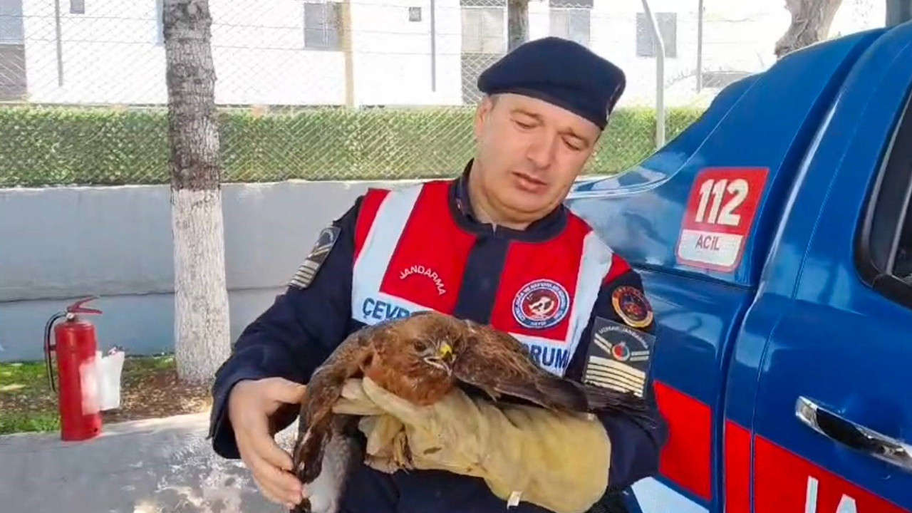 Yozgat’ta yaralı bulunan şahin koruma altına alındı