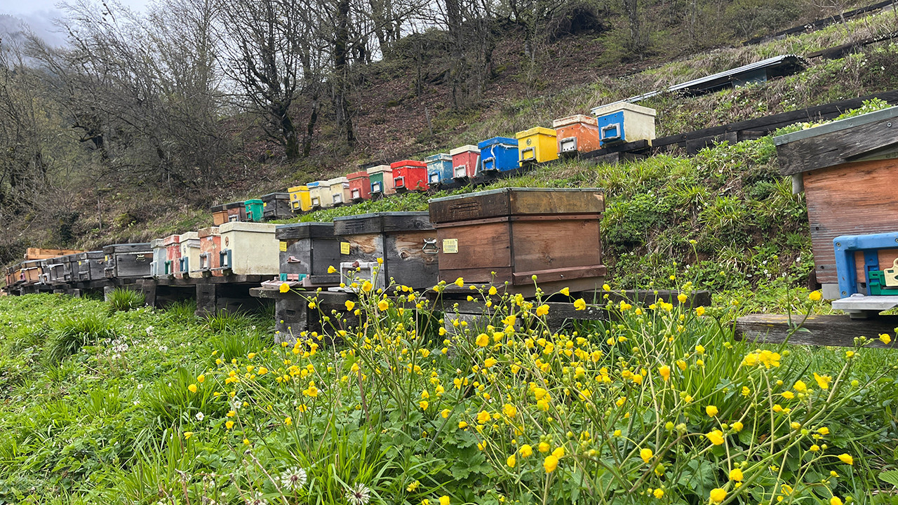 Artvin'de apiturizmin potansiyeli çok yüksek