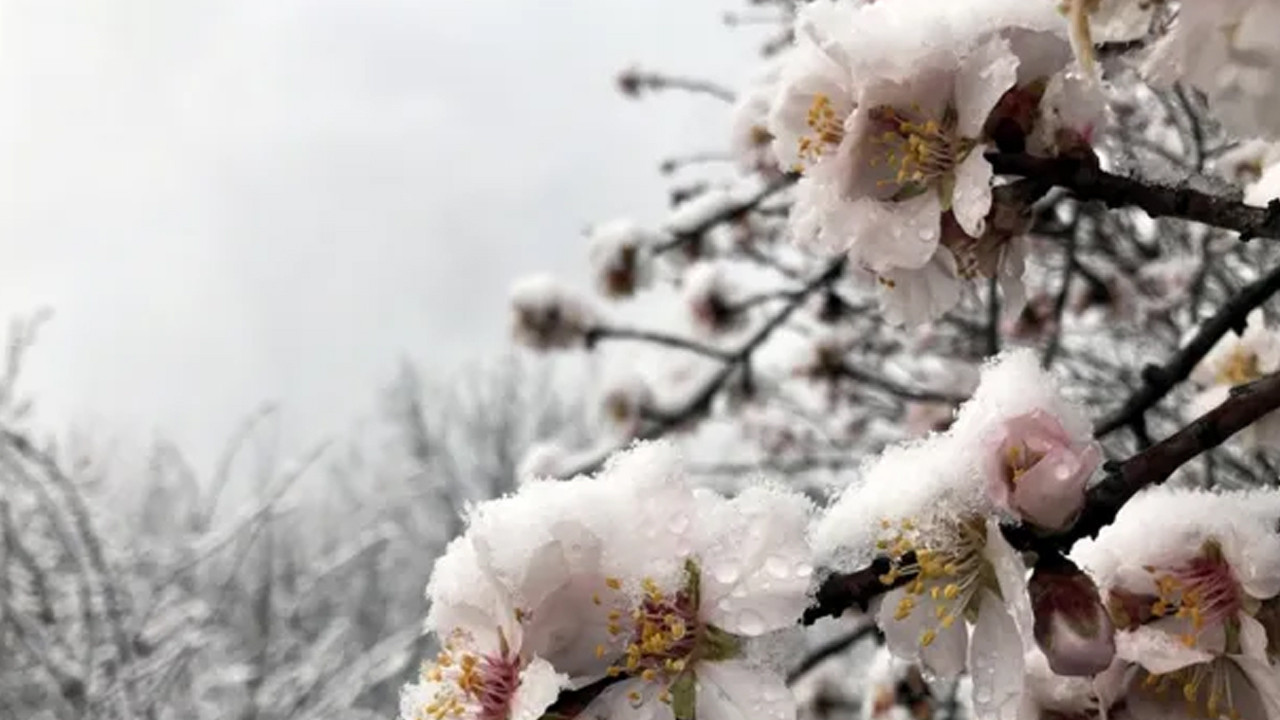 Bakanlık ekipleri zirai don riskine karşı teyakkuzda