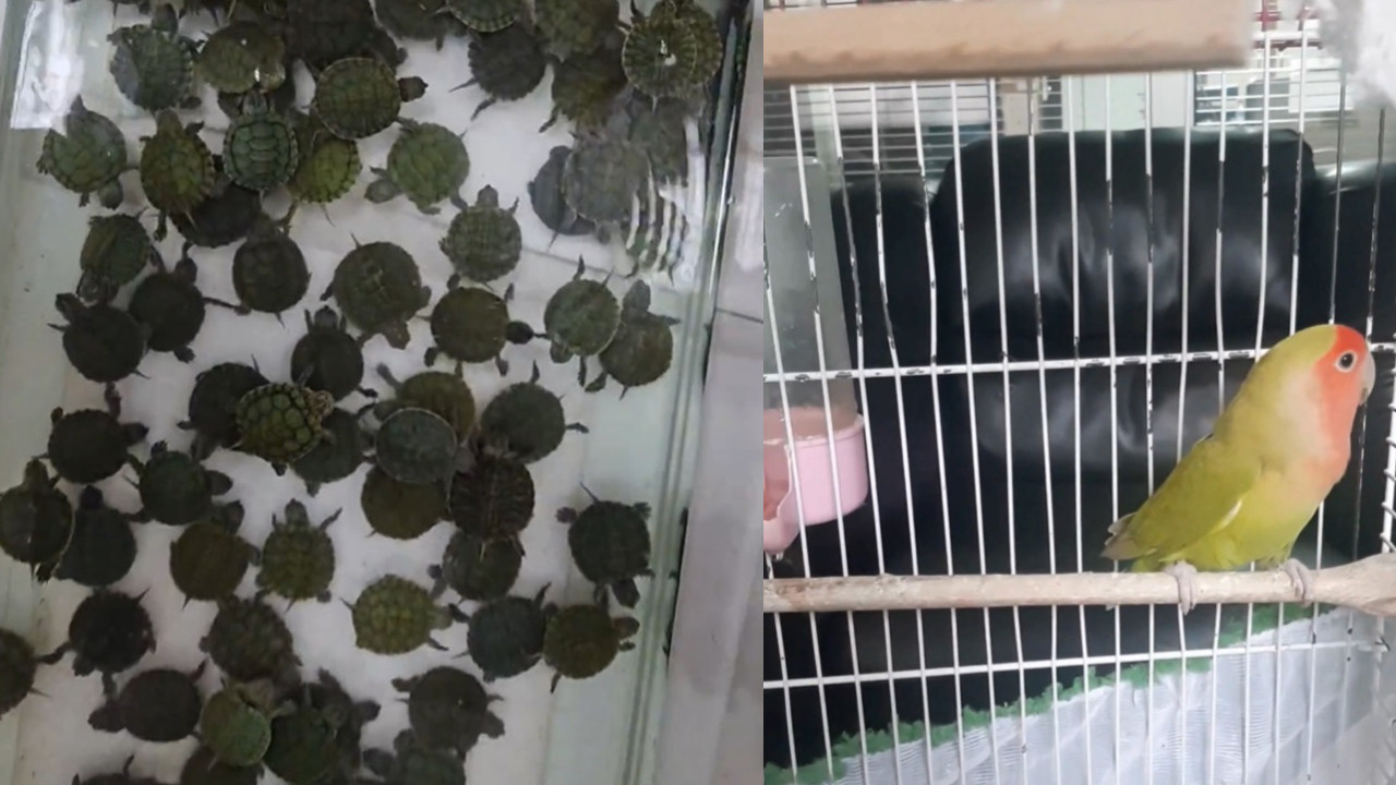 Bu hayvanları satmanın bedeli ağır oldu: Denizli’de Petshop operasyonu