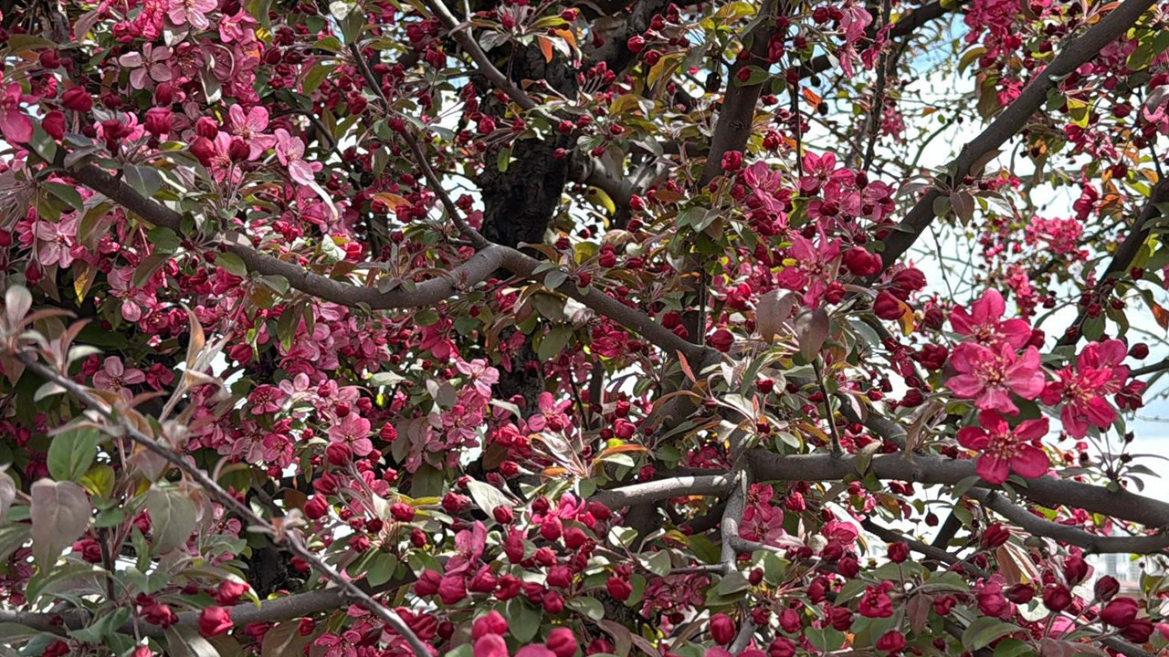 Diyarbakır’da ağaçlar ’kırmızıya’ büründü: Renkli görüntüler ortaya çıktı