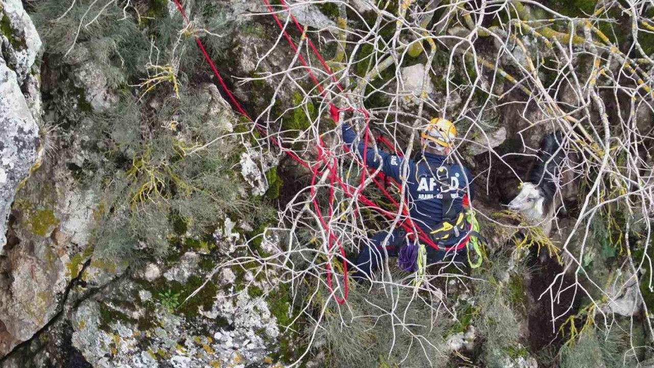 Dağda mahsur kalan keçi ekiplerin yoğun uğraşlarıyla kurtarıldı