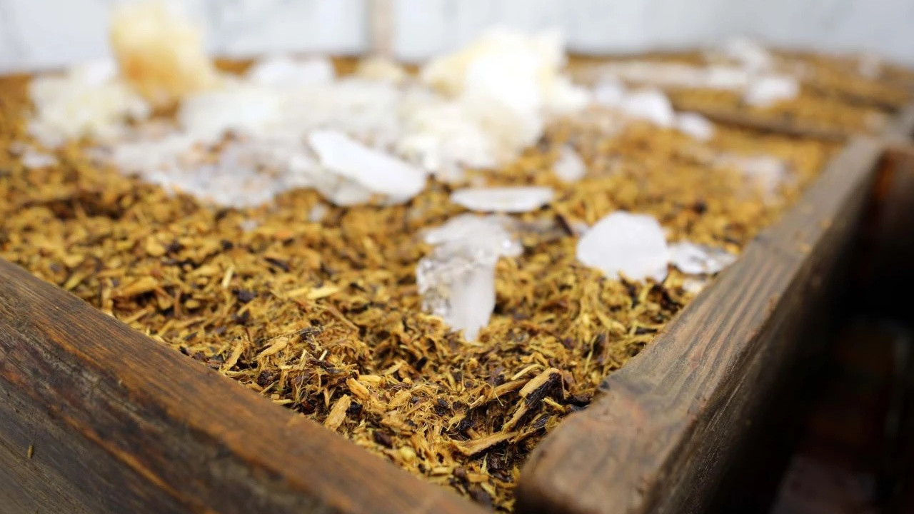 Doğanın nefes aldıran mirası: Solunum dostu meyan kökü