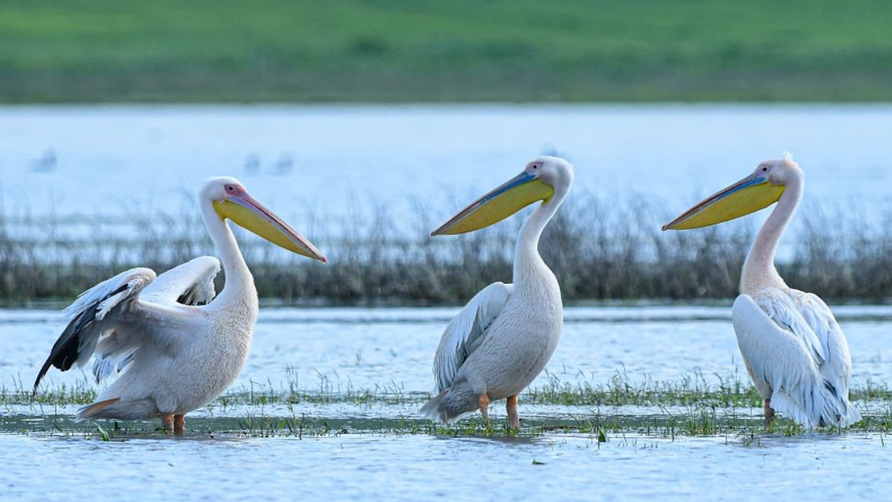 Göç yolunda muhteşem görüntü: Pelikanlar Bursa’yı seçti