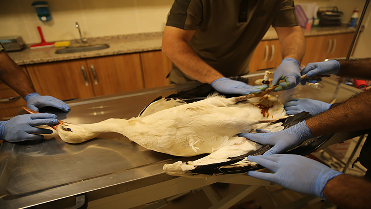 Jandarma timi yaralı leyleği kurtardı, Şimdi tedavi aşamasında