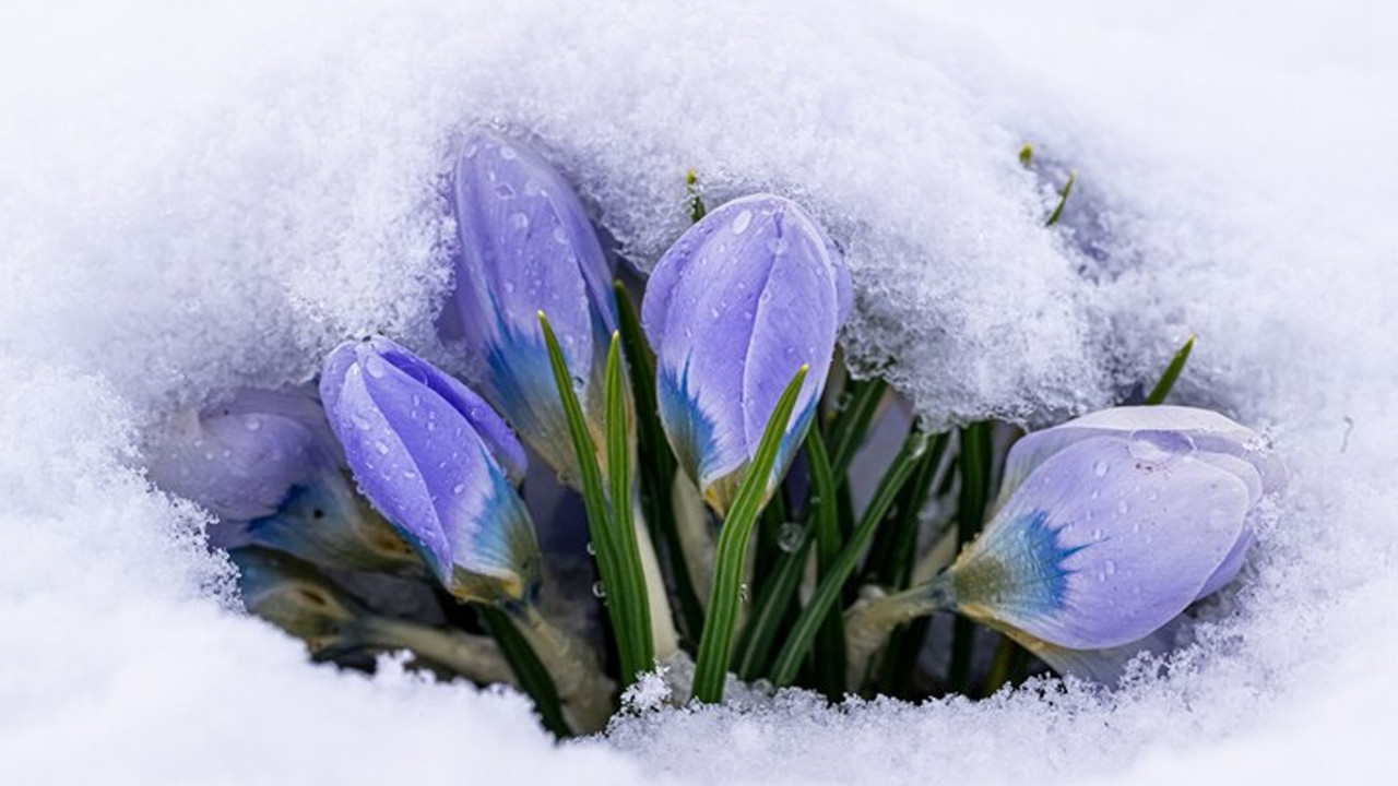 Kars'ta "baharın müjdecisi" kar çiçekleri beyaz örtünün altına gizlendi