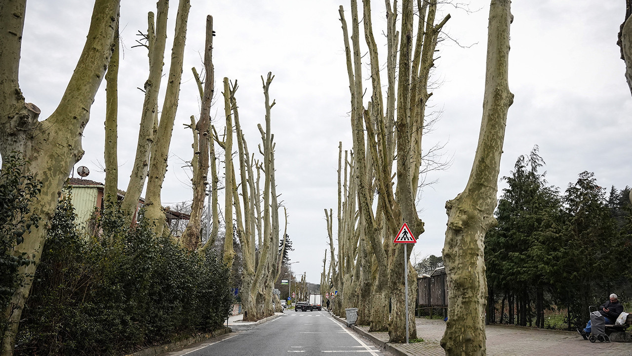 Osmanlı'dan kalma İstanbul'un asırlık mirası budandı... Tartışmanın fitili ateşlendi