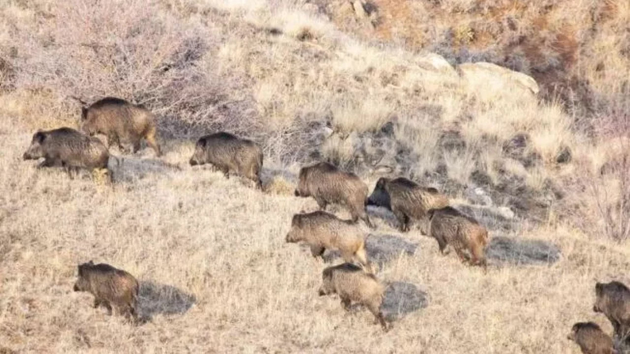Sivas'ta domuz sürüsü çiftçinin kamerasına yansıdı