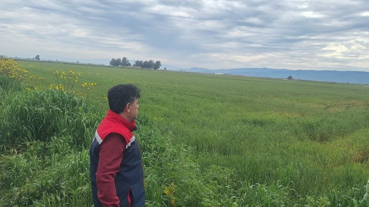 Söke’de hububat ekili araziler denetlendi