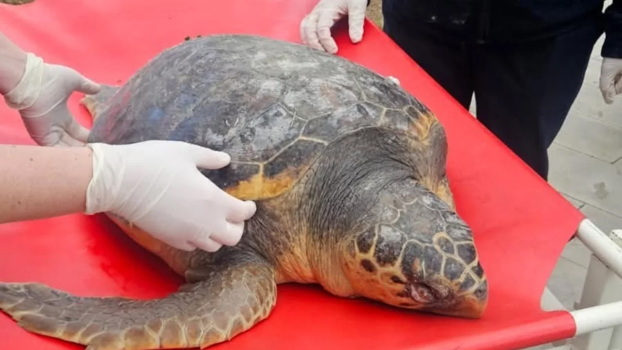 Tekirdağ’da cansız halde bulunan caretta caretta incelemeye alındı