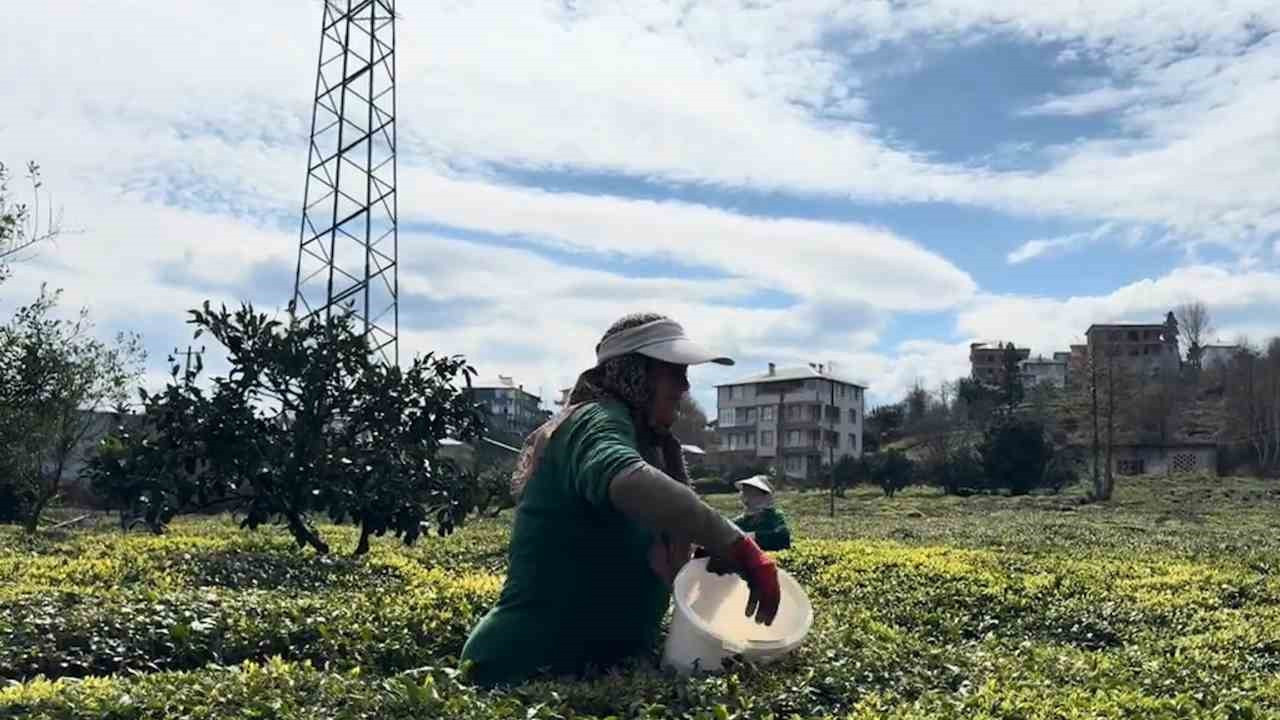 Çaykur'dan sezon öncesi üreticilere bilgilendirme