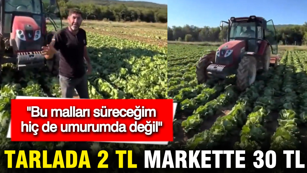 Çiftçinin marul isyanı: Tarlada 2 TL, markette 30 TL
