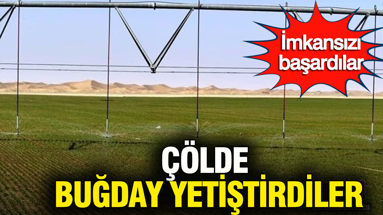 Çin’den çölde tarım hamlesi: Buğday üretimi yayılıyor