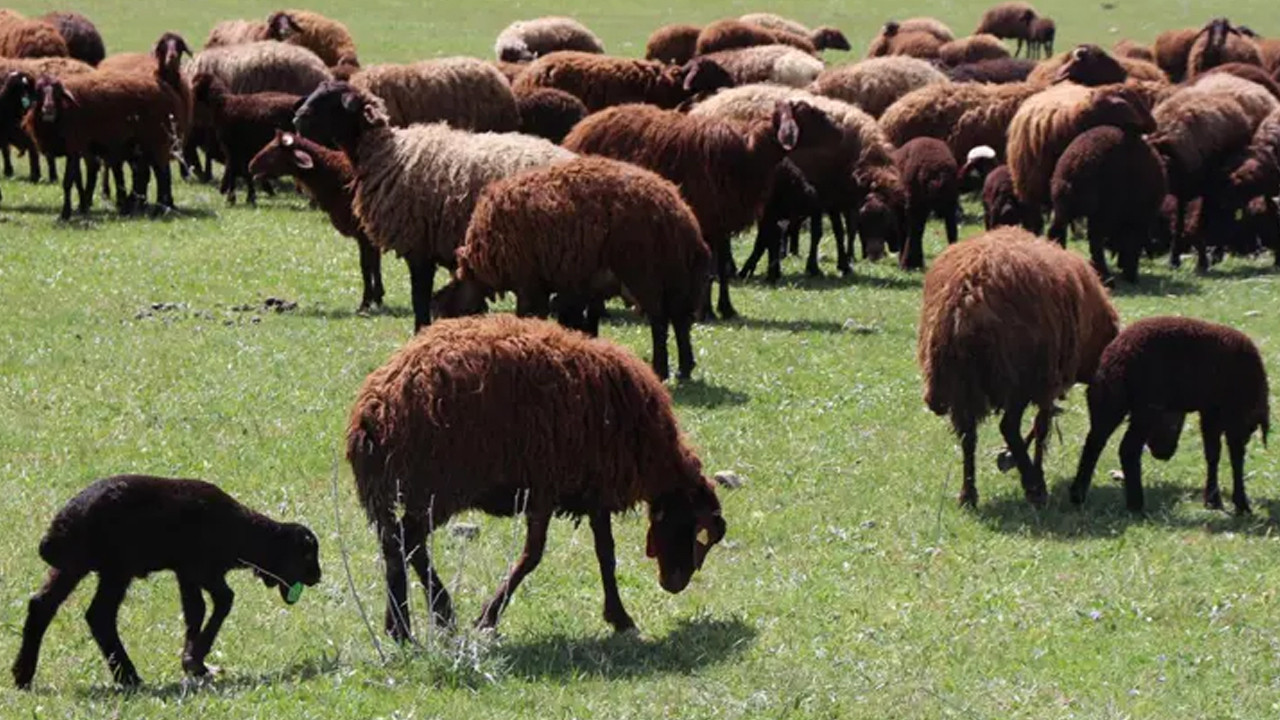 Erzurum'un tarım ve hayvancılık karnesi