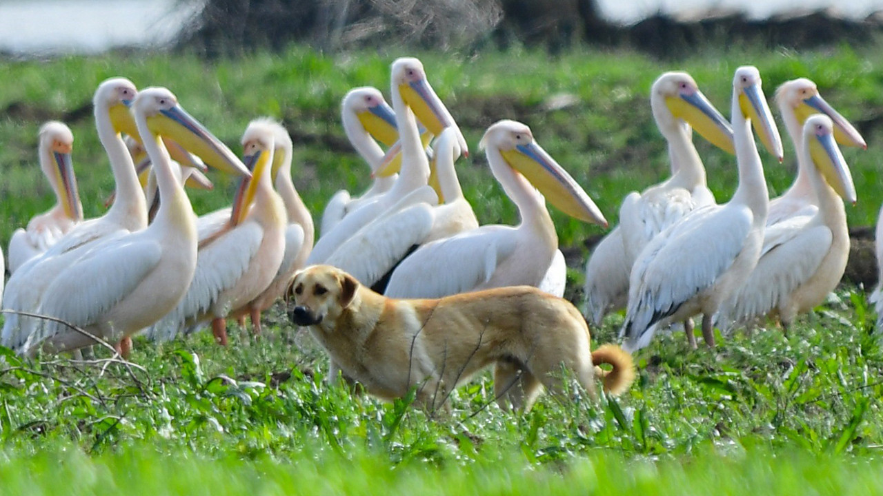 Göç yolundaki pelikanlar Bursa'da mola verdi