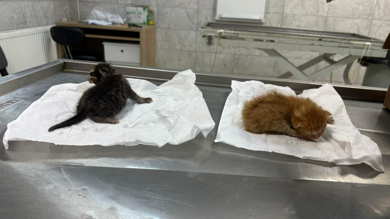 Kanala düşen yavru kedilere kalp masajıyla hayat verdiler