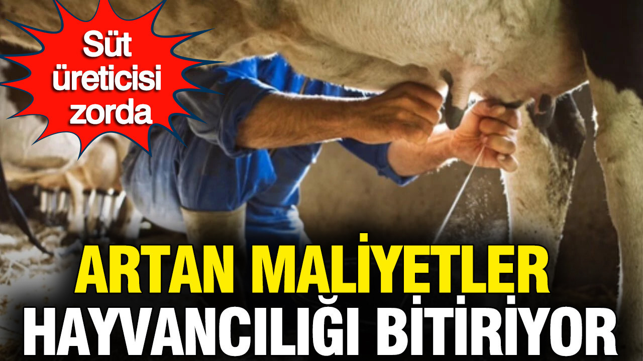 Süt üreticisi zorda: Artan maliyet hayvancılığı bitiriyor