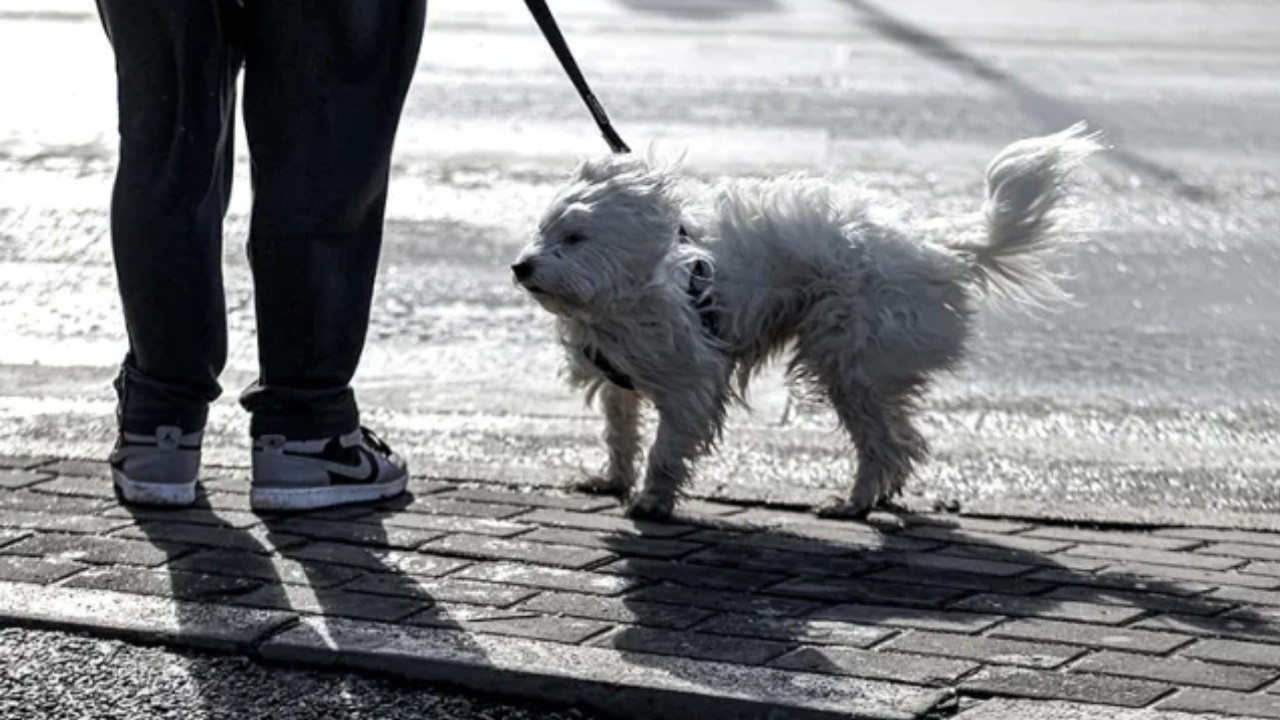 Yeni Zelanda'da kasırga kabusu: Kırmızı alarm verildi