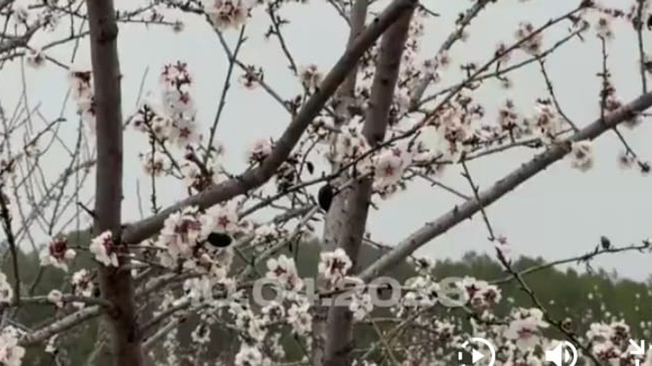 Bilecik'te İl Tarım ve Orman Müdürlüğü zirai dona karşı üreticinin yanında