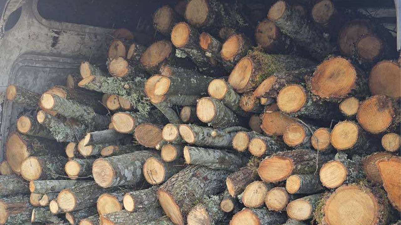 Bilecik’te, orman emvali kaçakçısı yakalandı