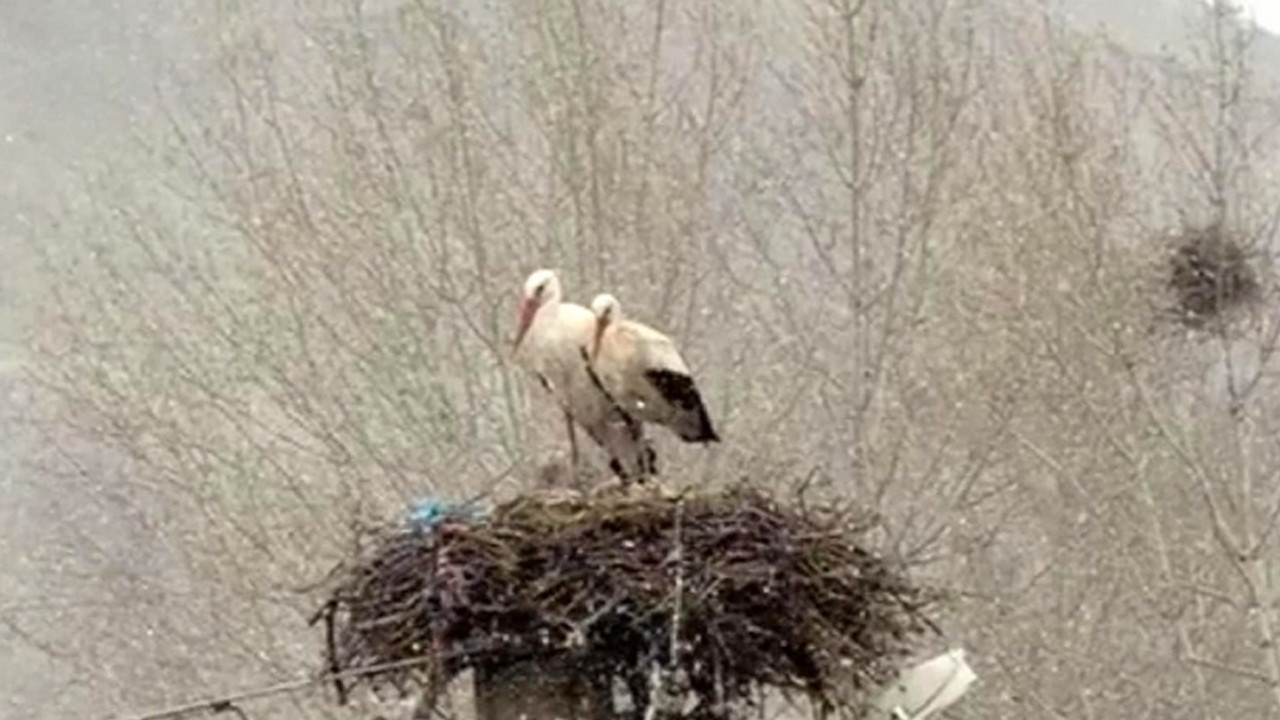 Erken göçen leyleklere kar sürprizi