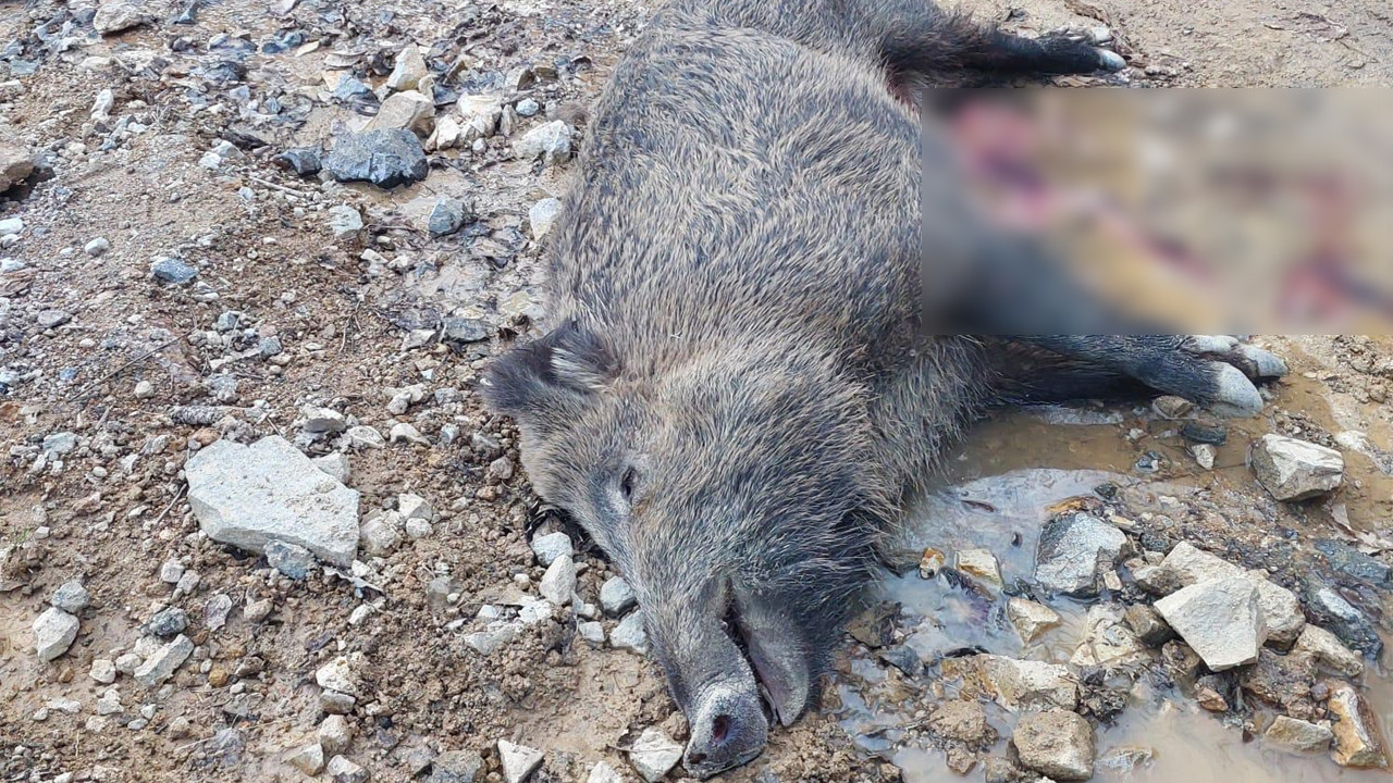Şavşat’taki domuz ölümleriyle ilgili çalışmalar hassasiyetle sürdürülüyor